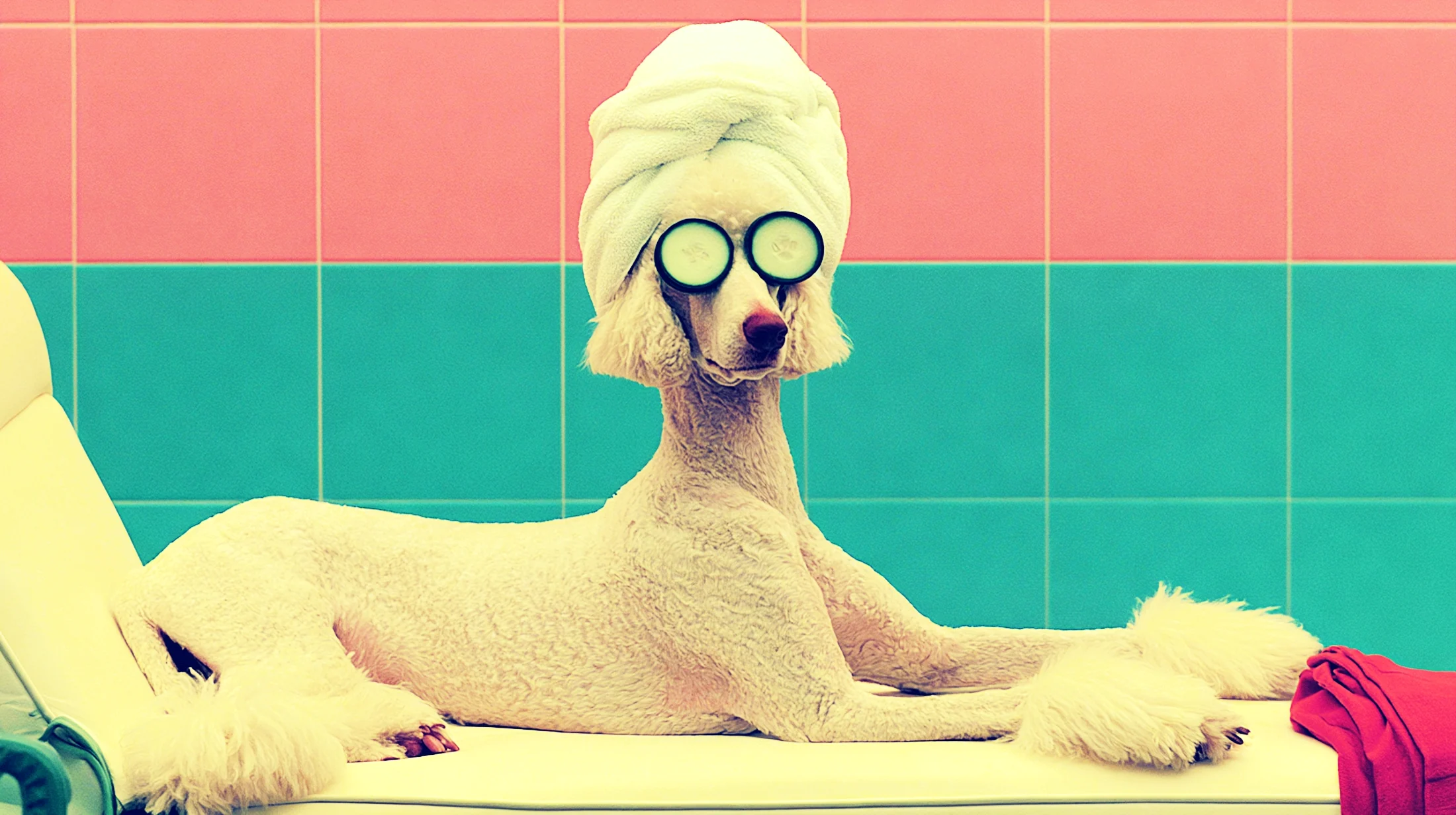 A poodle in a towel turban with cucumber slices, mid-treatment