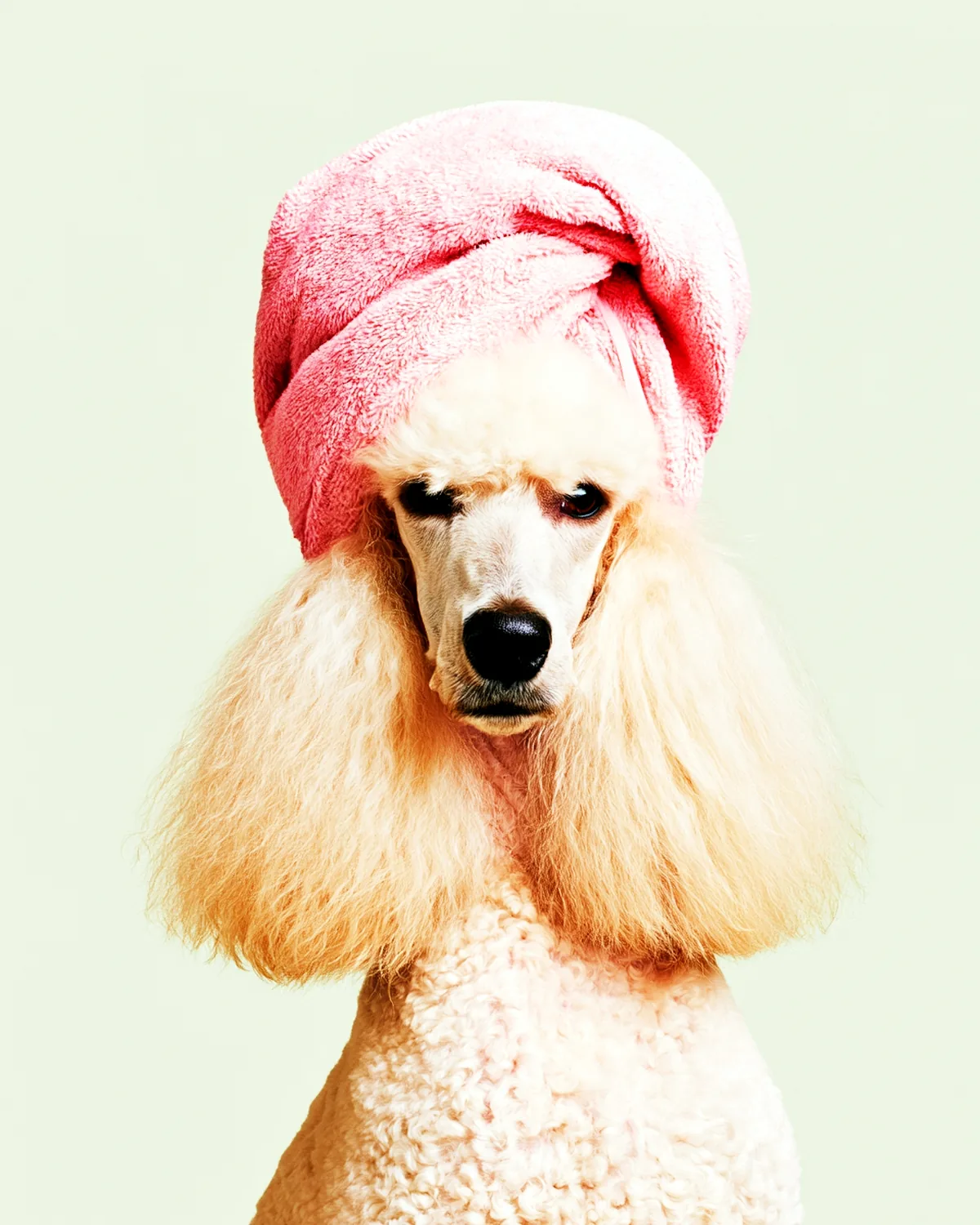 A freshly groomed standard poodle in a pink towel turban