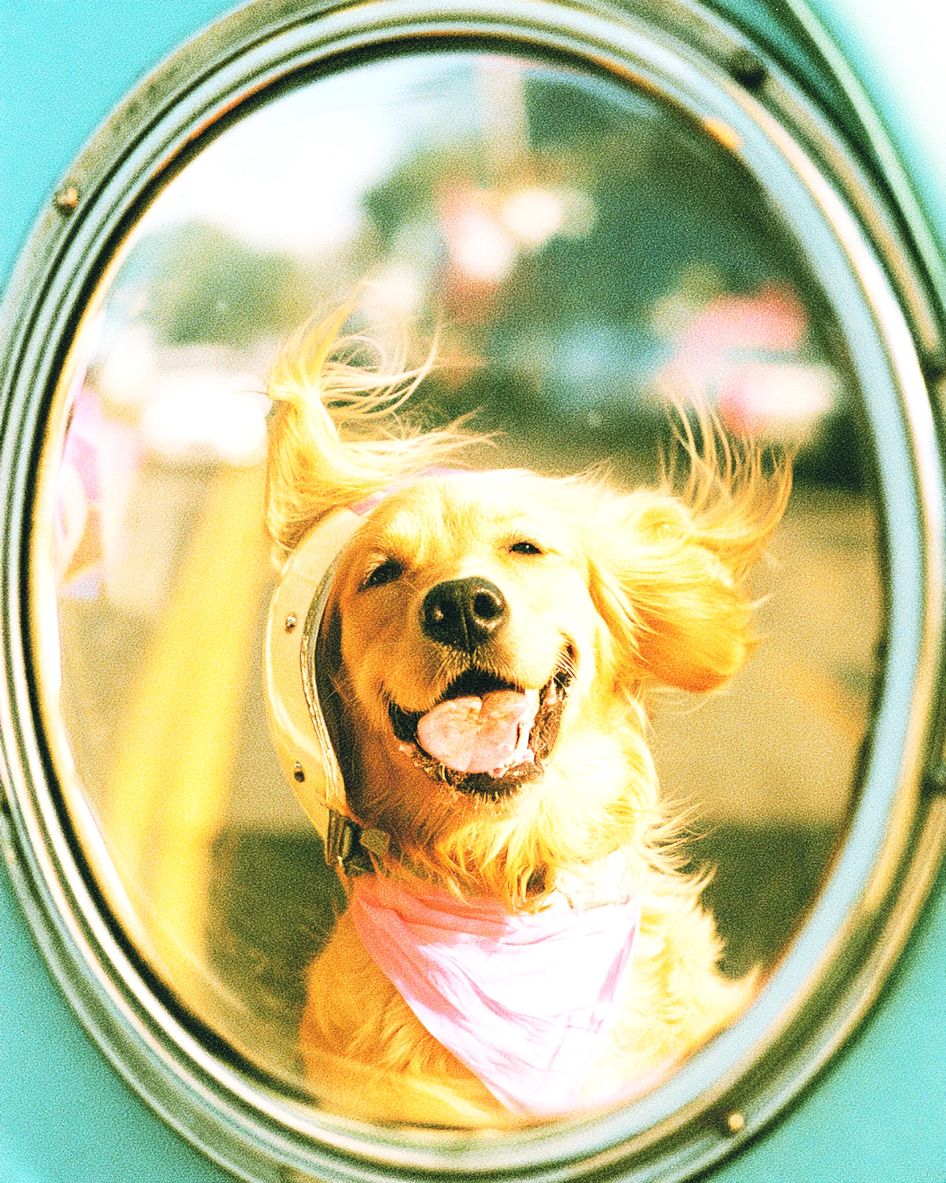 A golden retriever with its head out a round van window